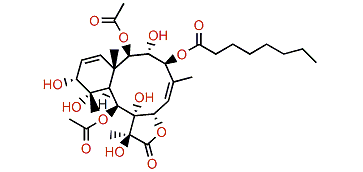 Violide K